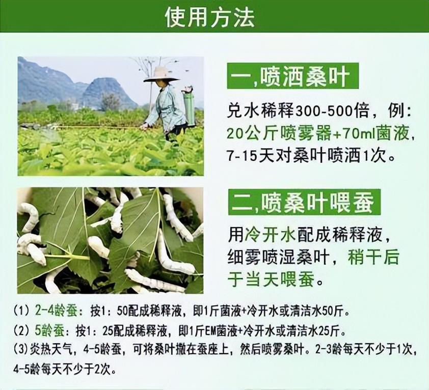 蚕用药益生菌有什么作用与功效,蚕增重增丝