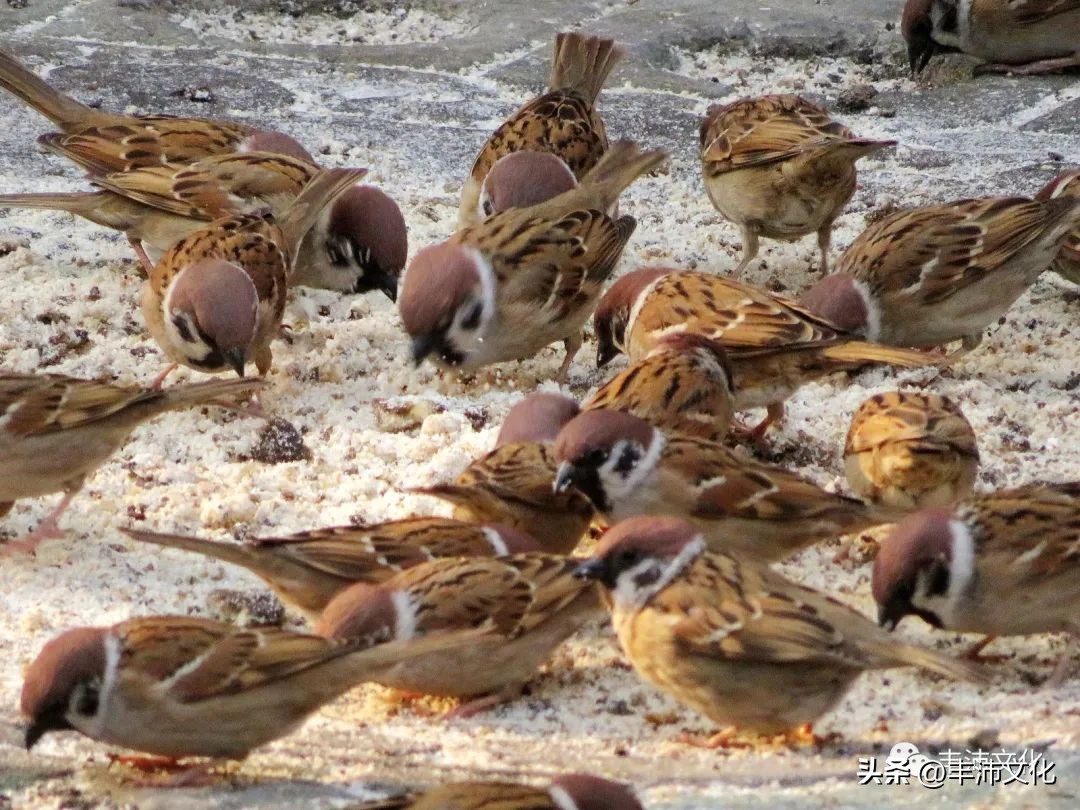 古代丰县在哪里,丰县有哪些历史