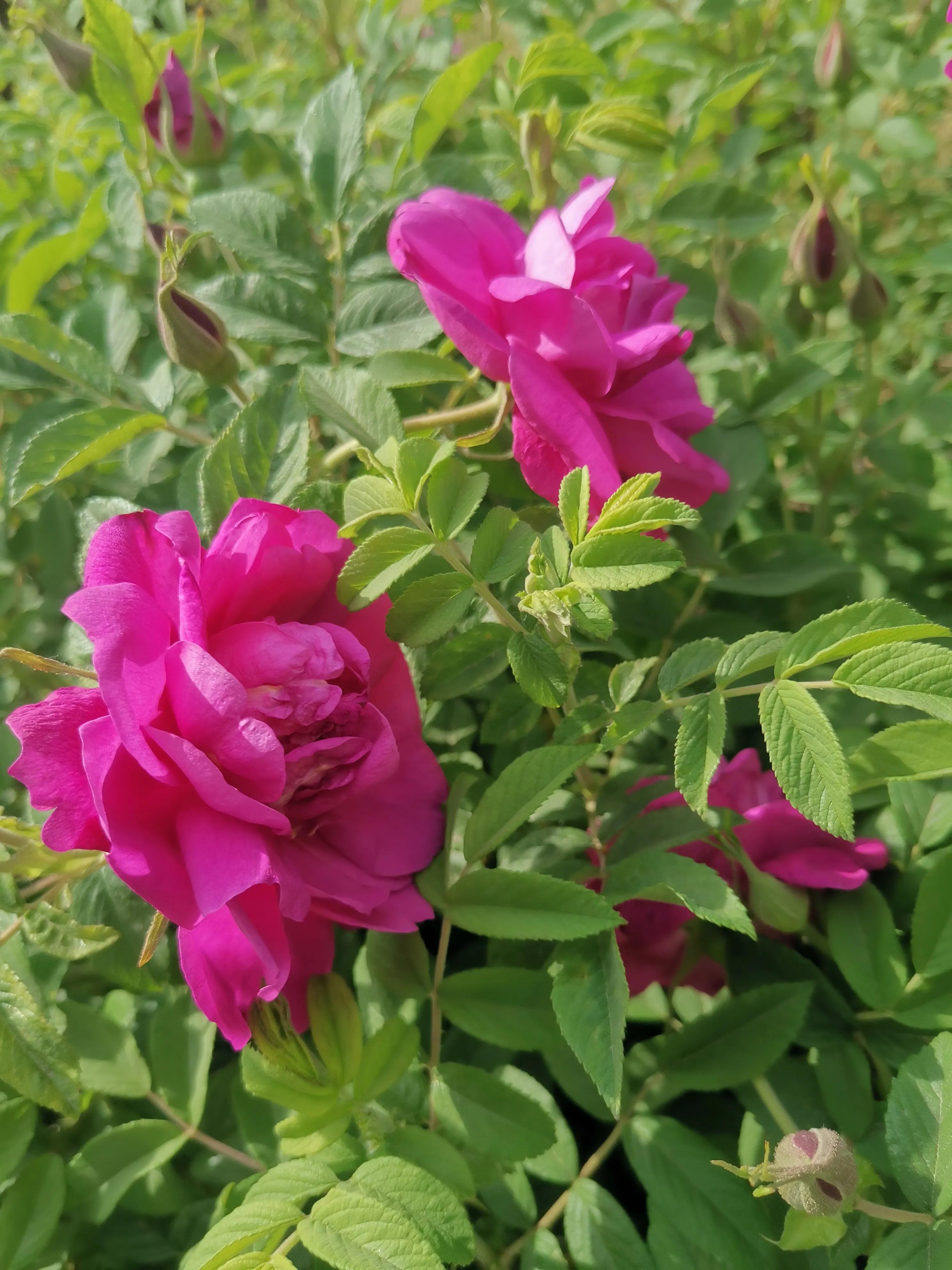 像玫瑰花绽放七律,七律深秋鲜花绽放