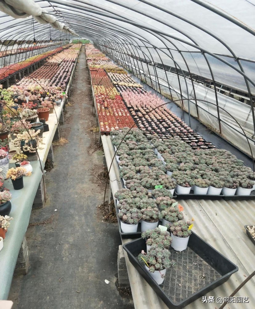 室外养多肉保温,冬季养殖通风保温