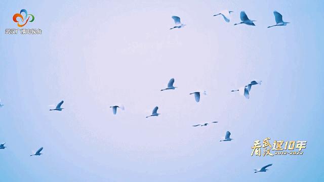 赏花观鸟赏美景,赏花观鸟
