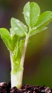 最美的手机壁纸大全,养眼养心的壁纸