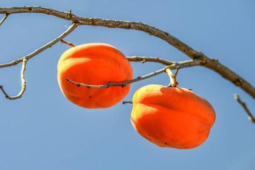 天津的特产什么地方的最正宗,天津著名的特产有哪些