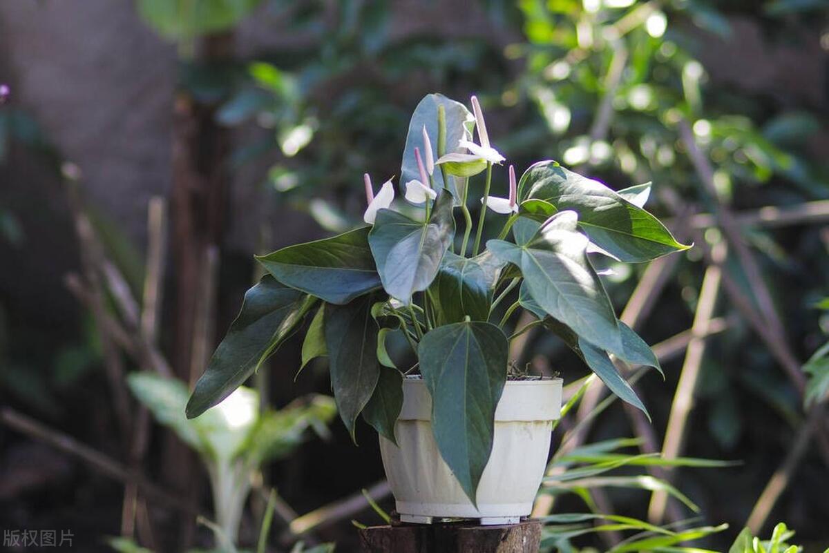 水培白掌上面都烂根了怎么办,水培白掌快蔫了怎么能救活