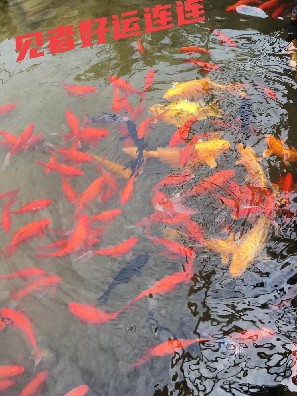 继续简简单单平平淡淡的生活,继续简单生活