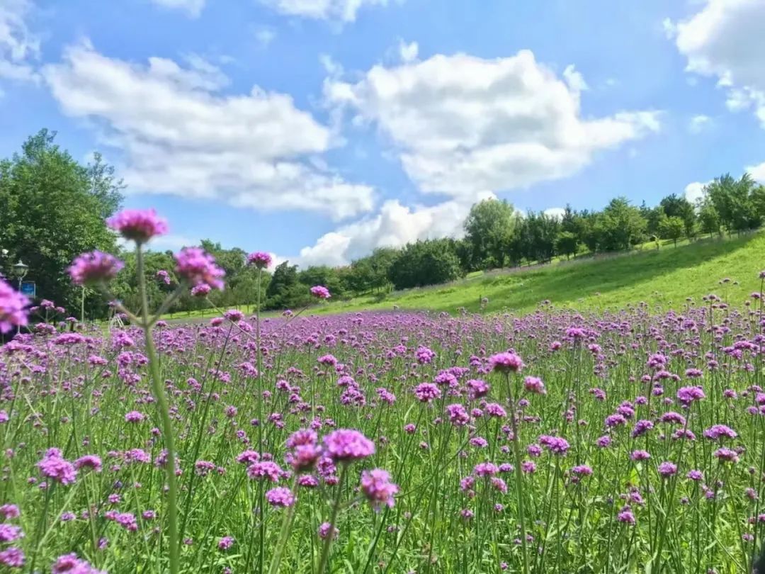 沈阳夏天纳凉旅游攻略,沈阳夏天旅游凉快的地方
