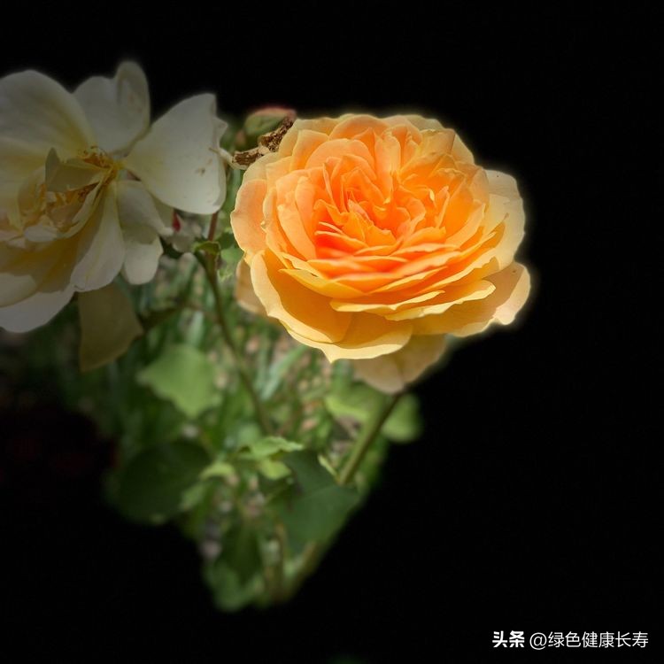 世界花园风景,世界花园