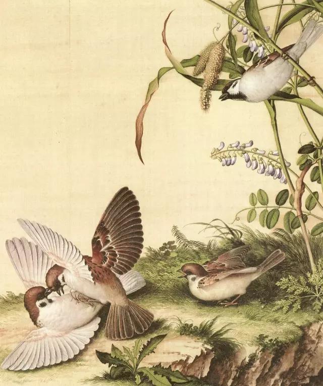 清代九大名家花鸟册页欣赏,清朝九大名家花鸟山水图