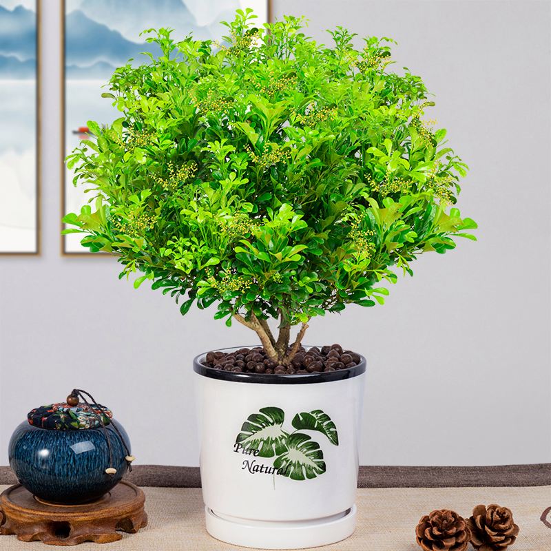 名贵米兰,淡黄色米兰