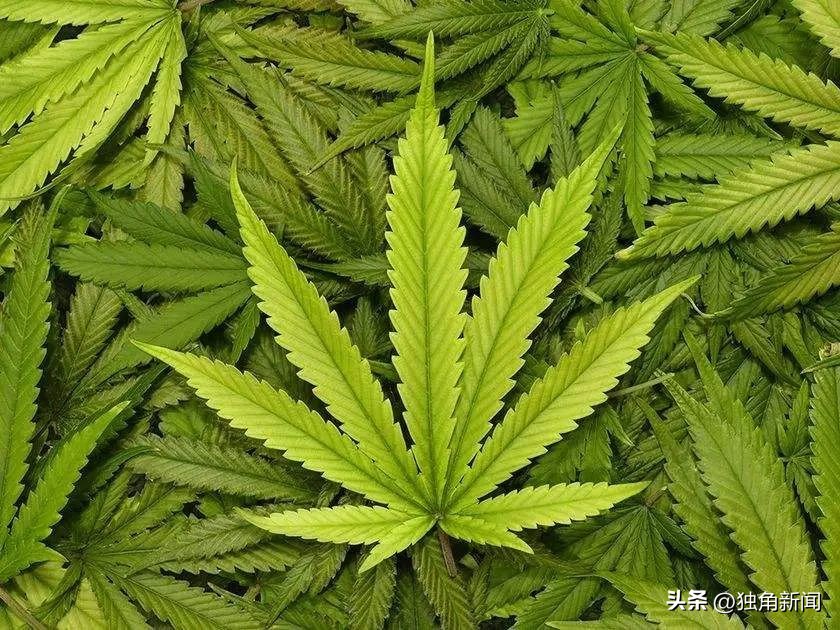 泰国旅游禁止入境吗最新消息,泰国大麻合法化对中国的影响分析