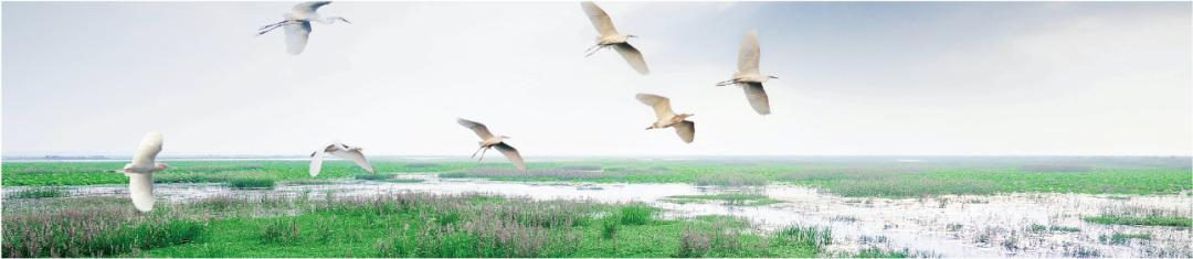 双沟生态苏酒,苏酒和双沟酒业的区别