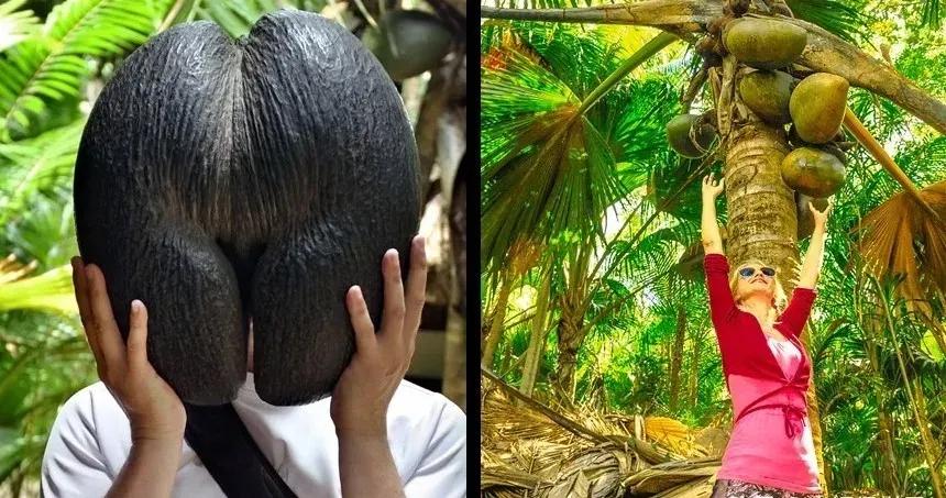 奇奇怪怪可可爱爱语录集,世界奇奇怪怪而你可可爱爱什么梗