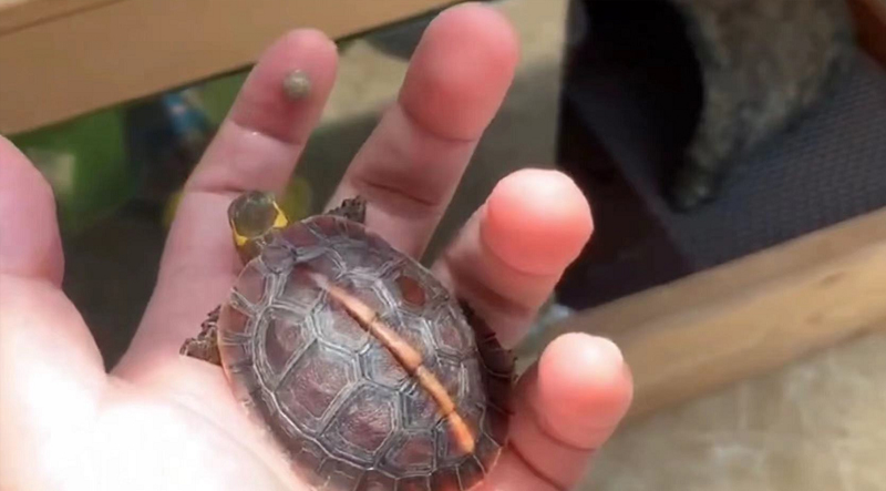 黄缘龟和黄喉拟水龟的区别,黄缘龟是陆龟还是水龟