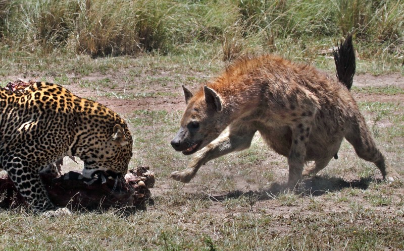 平头哥对战所有凶猛的动物,动物界激烈厮杀场面鬣狗抱头就啃