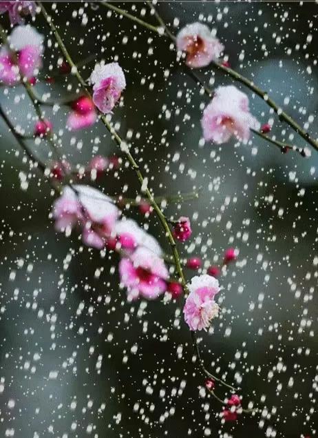 诗词丨心有花开，春景常在