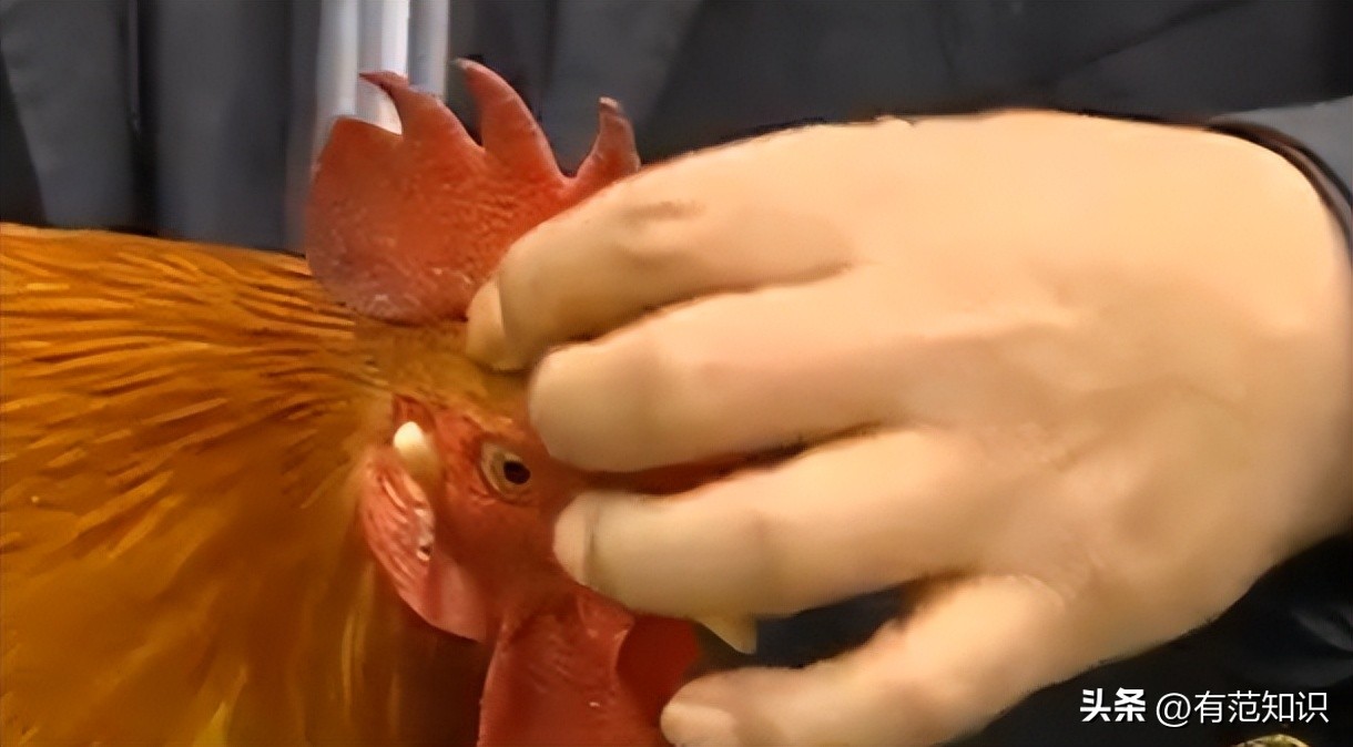 湖南小伙5000亩地养10只鸡,湖南小伙5000亩地只养十只鸡