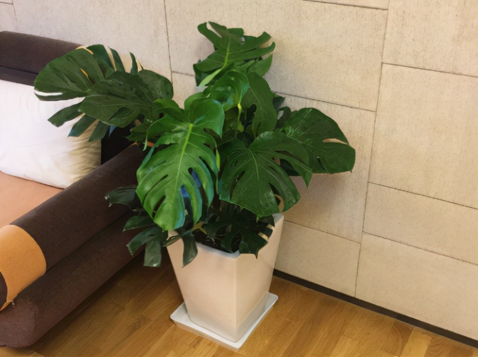 10种不怕晒的盆栽植物介绍一下,怕晒的十种花