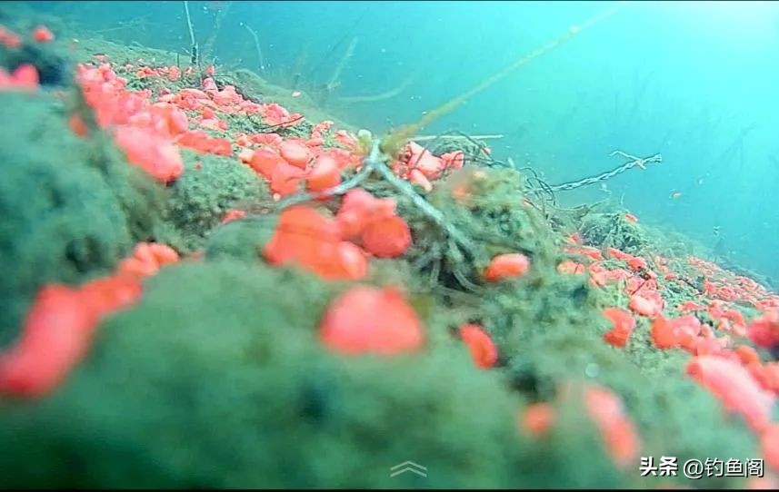 自制窝料配方大全集视频,自制窝料大板鲫