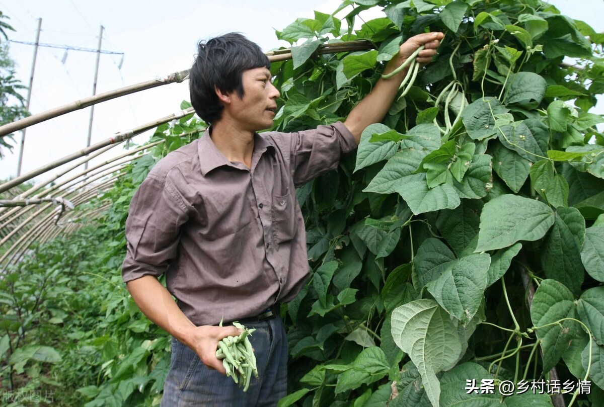 蔬菜三减三增种植技术,蔬菜种植小知识助农扶农