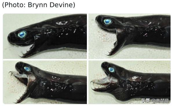 分享各种各样的动物,保证你没见过的20种新动物