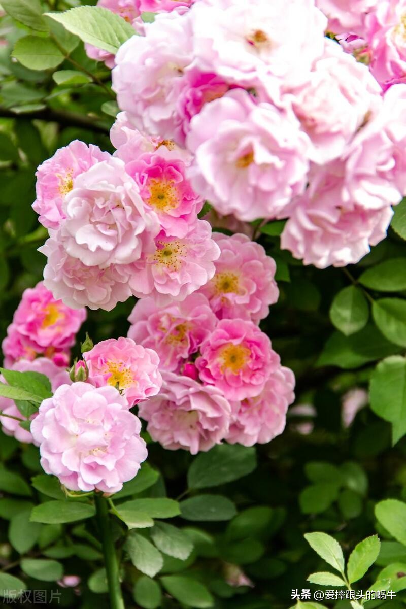 生如夏花灿烂的时候,生如夏花绚烂绽放歌曲视频