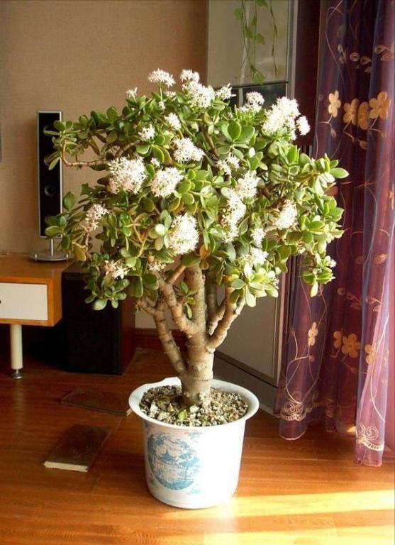 100种耐寒耐旱花卉,哪种花最耐旱不用浇水