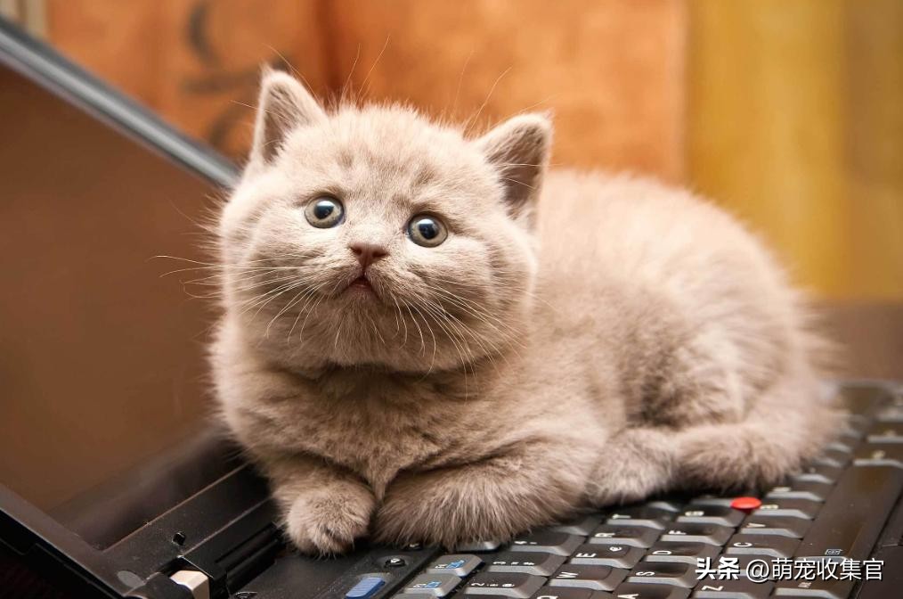 猫一大早不停的叫是什么意思,小奶猫一直叫个不停什么意思