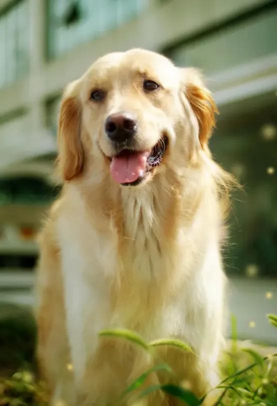 狗狗心脏病我的养宠经验,狗狗心脏病犯了怎么拯救