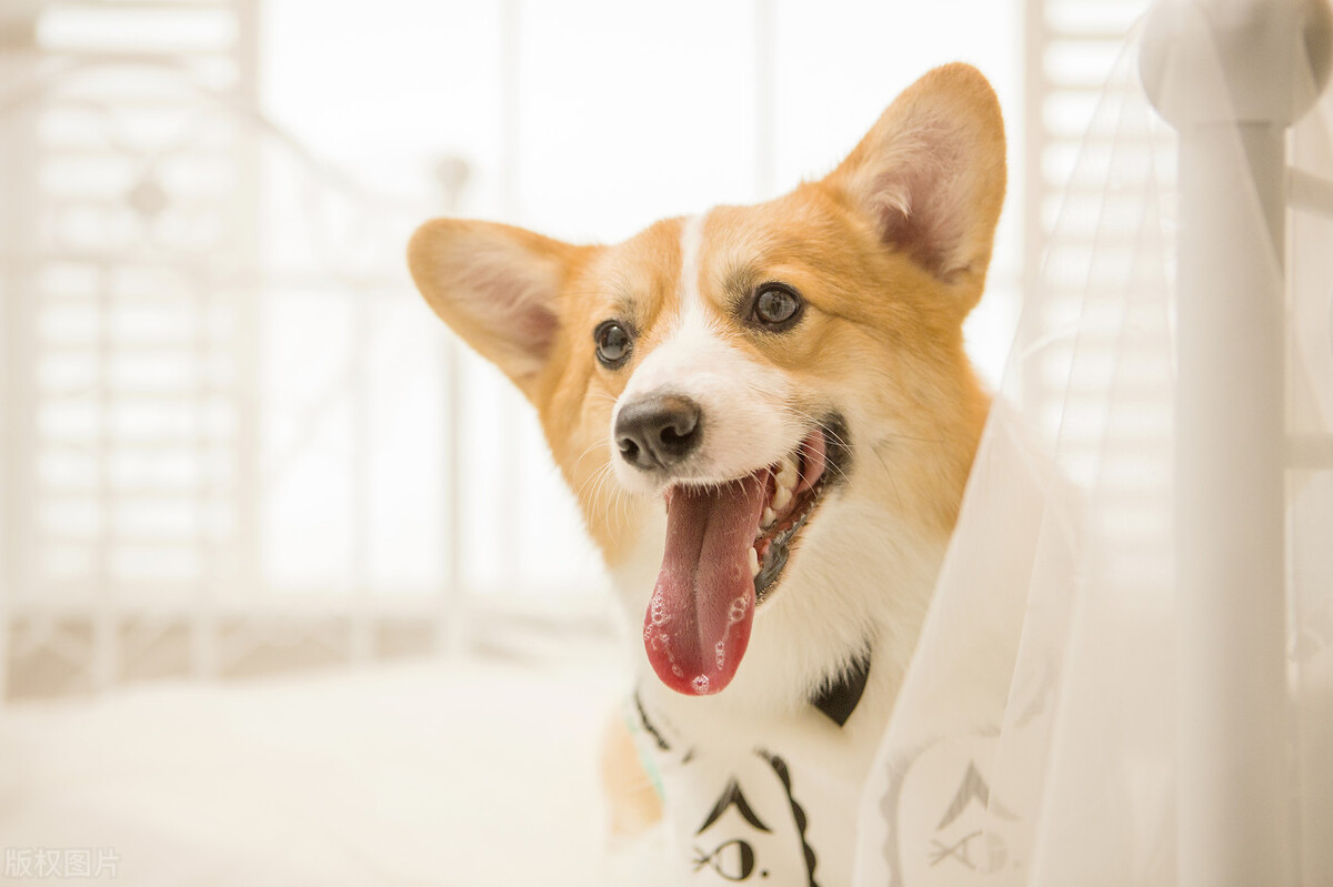 养宠知识狗狗发现呕吐怎么办,狗狗呕吐自愈最佳方法宠物专用