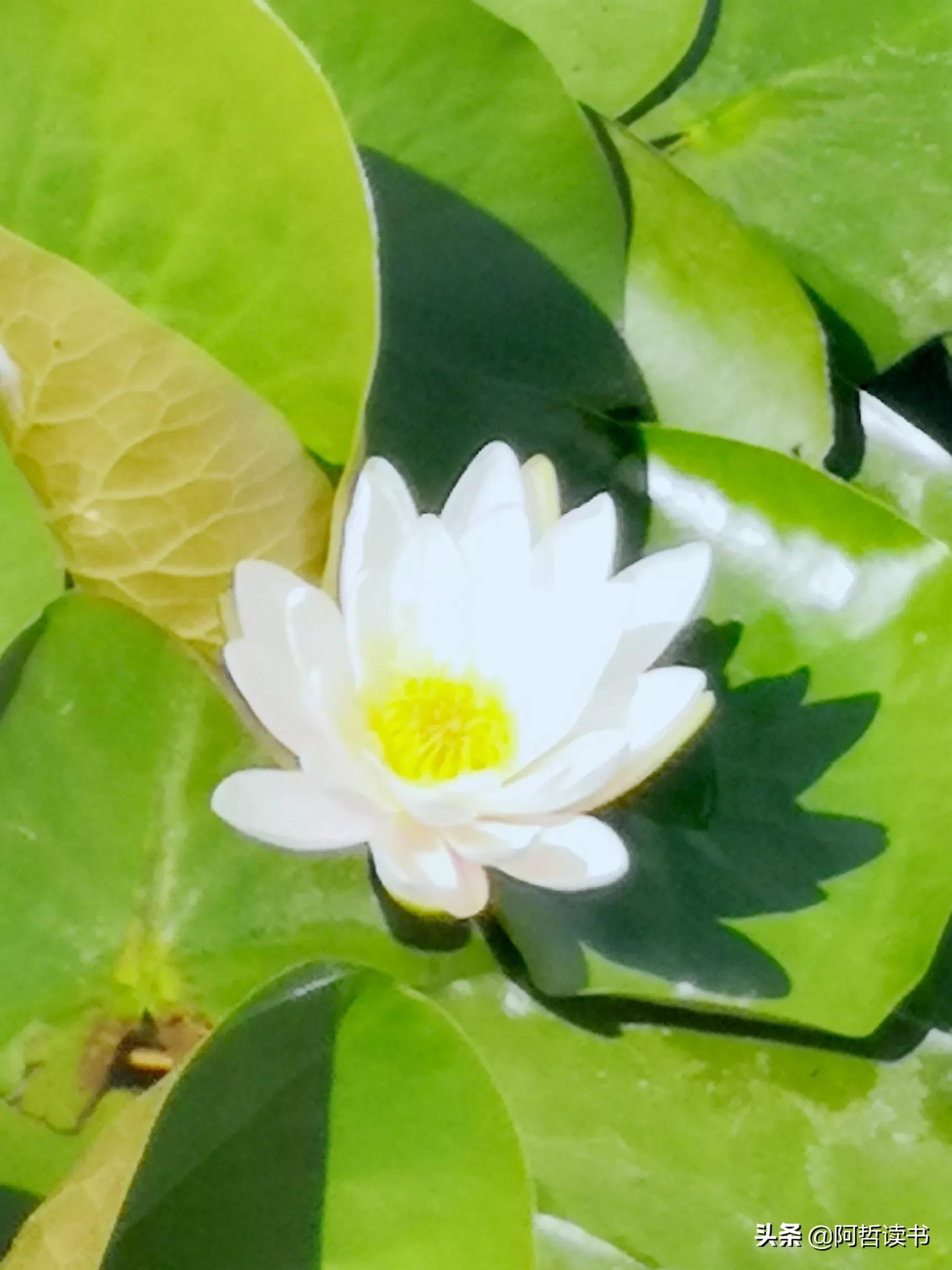 夏日荷花/风影摇曳波光粼，出水芙蓉最可人，一片冰心付与君