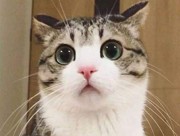 宠物犬微量元素推荐,宠物狗微量元素怎么补