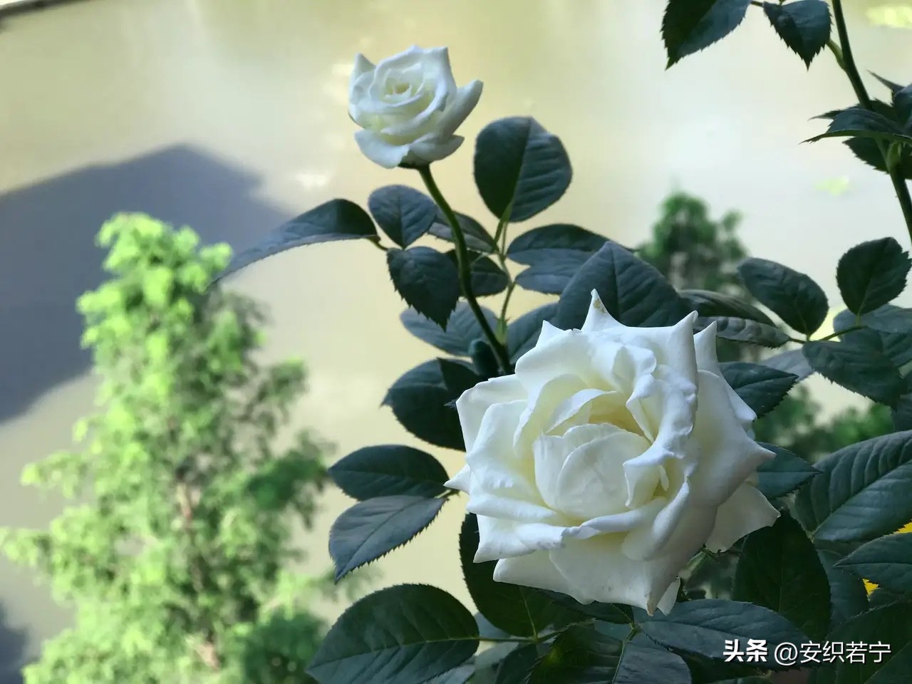 比较推荐的月季,十种夏天好养的月季