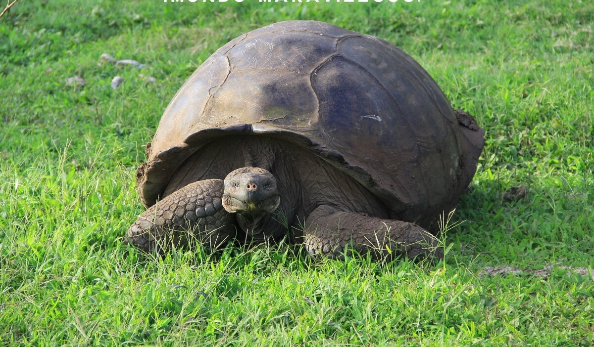 世界上最大的蜈蚣是哪几种,世界上最大的蜈蚣你绝对没见过