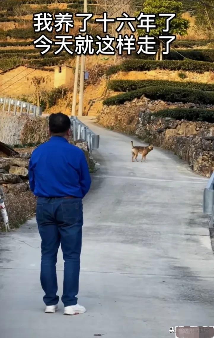 养了15年的狗突然不认识了,成年狗养了3天能找到家吗