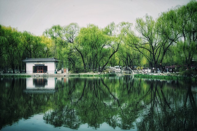 咏柳唐贺知章的古诗,咏柳贺知章教学实录