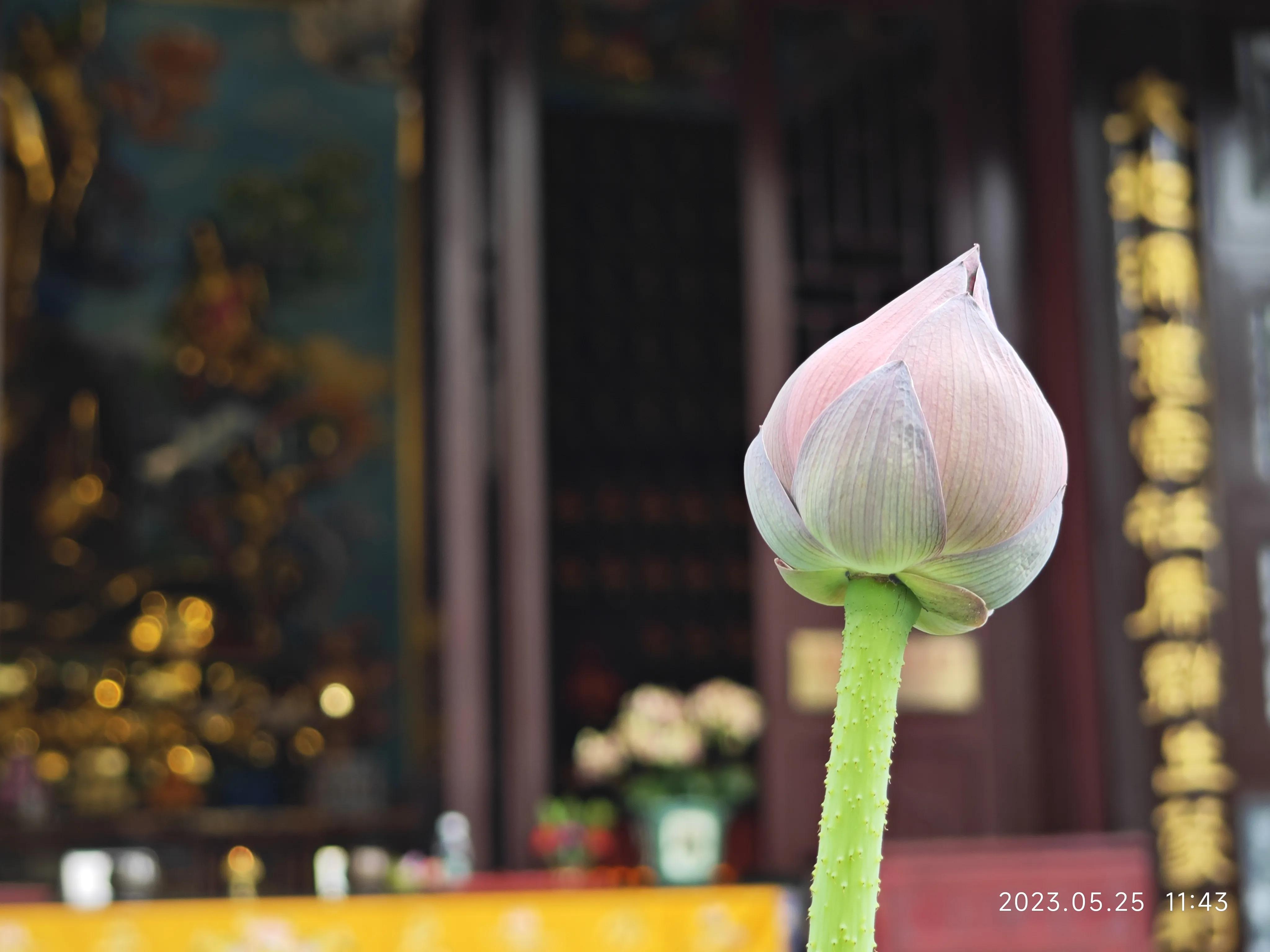 广州六榕寺求什么最灵,广州六榕寺传奇的寺庙