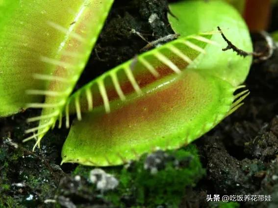 植物中的捕猎高手,植物界的捕猎大师