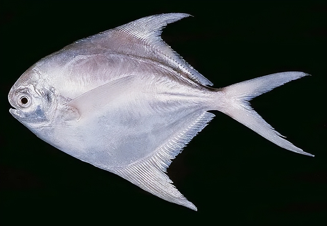 这道著名海鲜你可能吃过，但不太可能见过它死前真面目