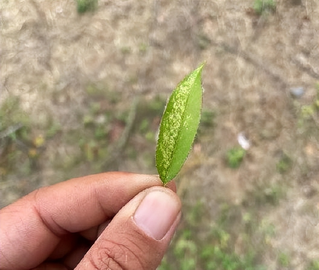 12月份园林绿化养护工作重点,元月份园林养护重点工作