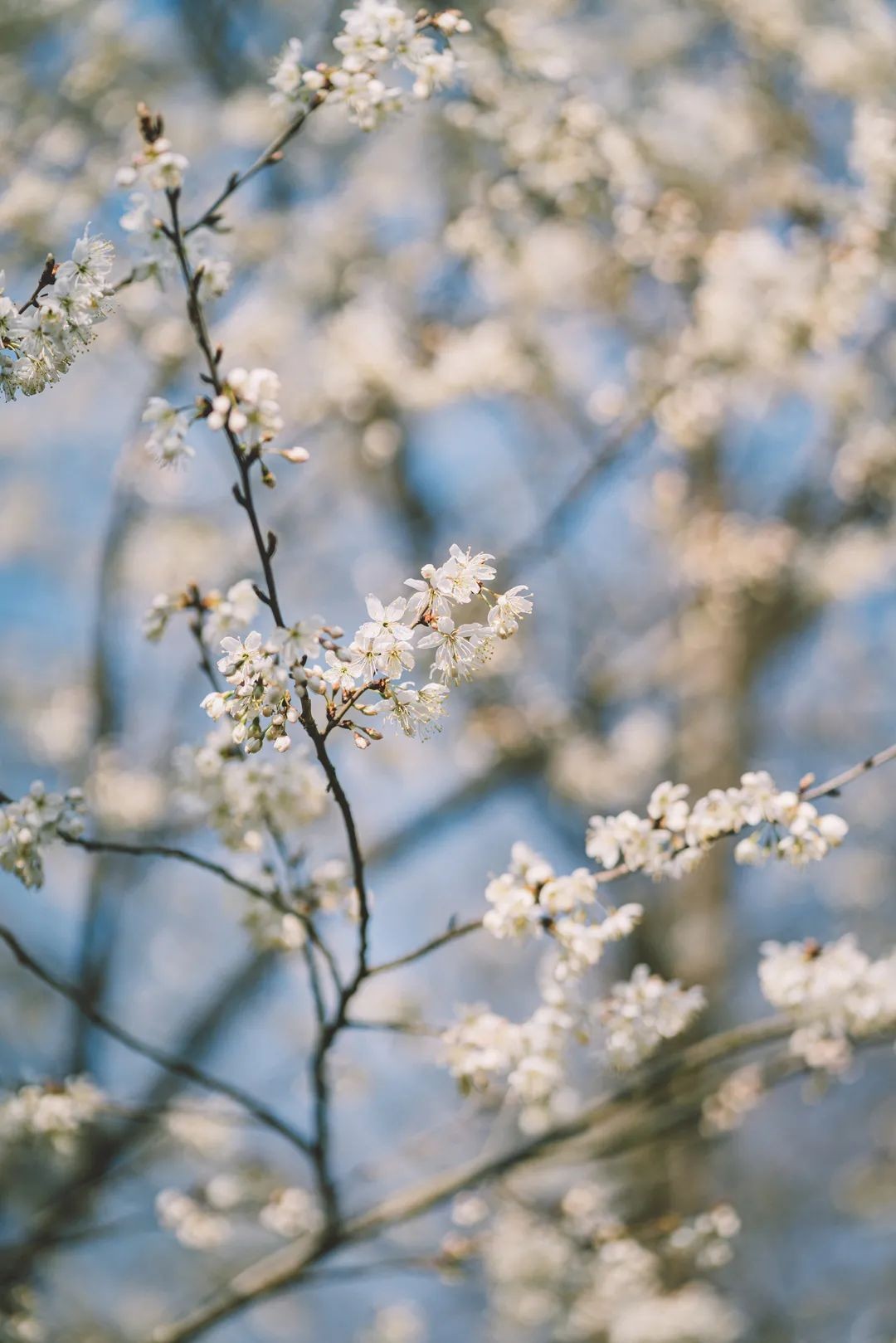 美美美，在阳光灿烂的成电遇见你~