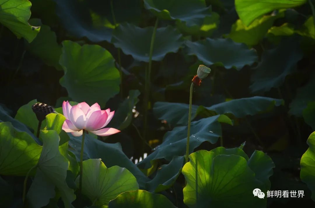 明心见性花开见佛,花开见佛碧水禅心