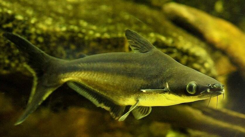 小型淡水观赏鲨鱼饲养方法,淡水鲨鱼有人工养殖的吗