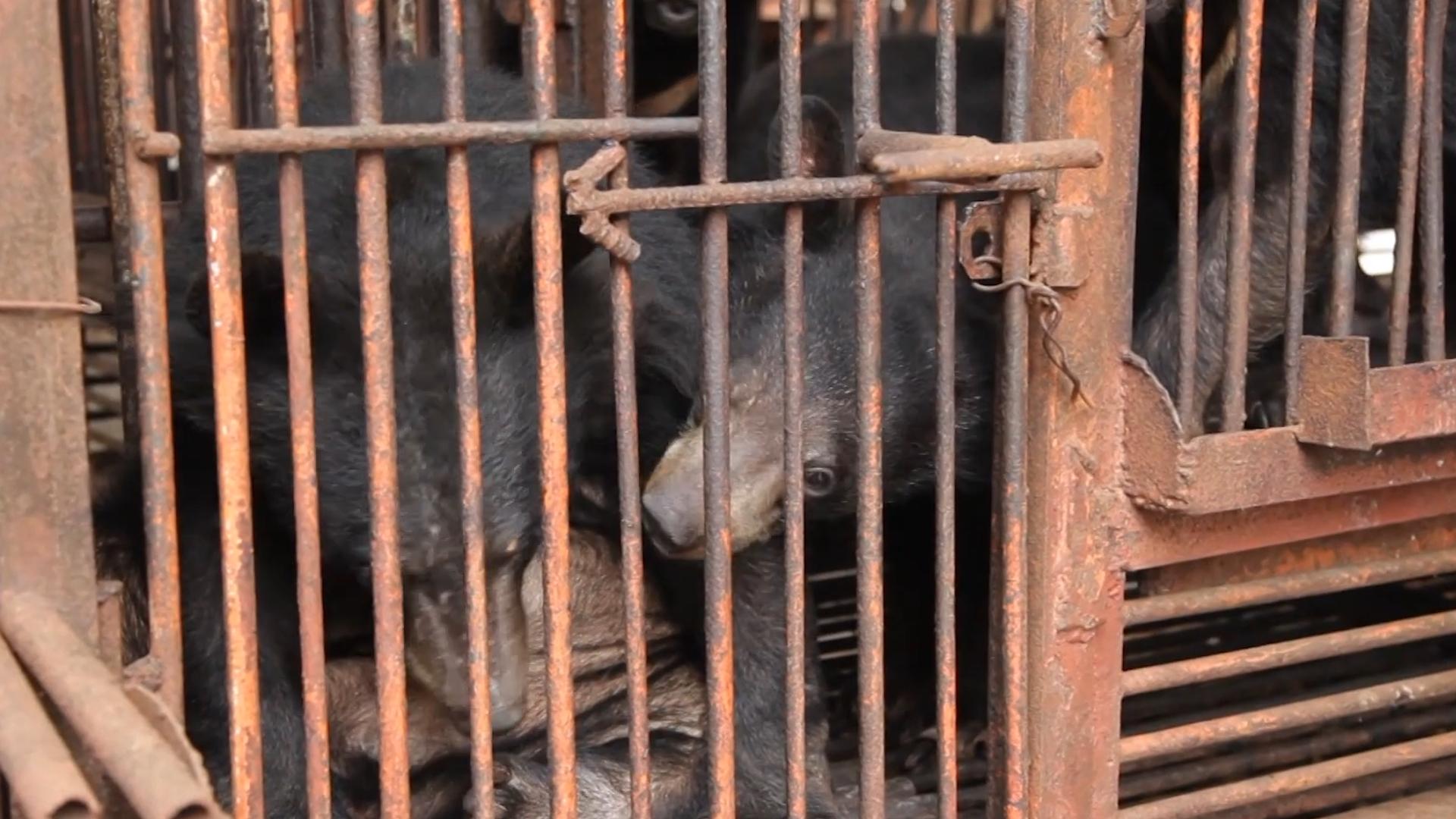 活着插管取胆,老了分解卖钱,活熊取胆那么残忍,为什么不禁止?