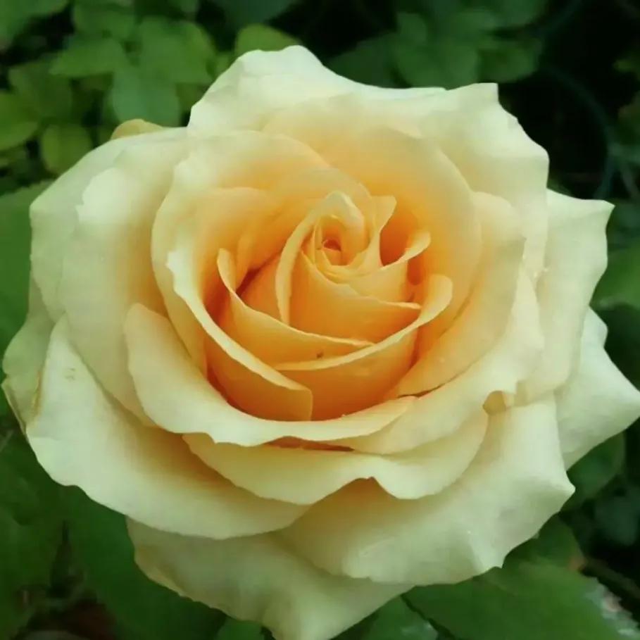 头条新手创作注意事项,头条创作注意哪些事项