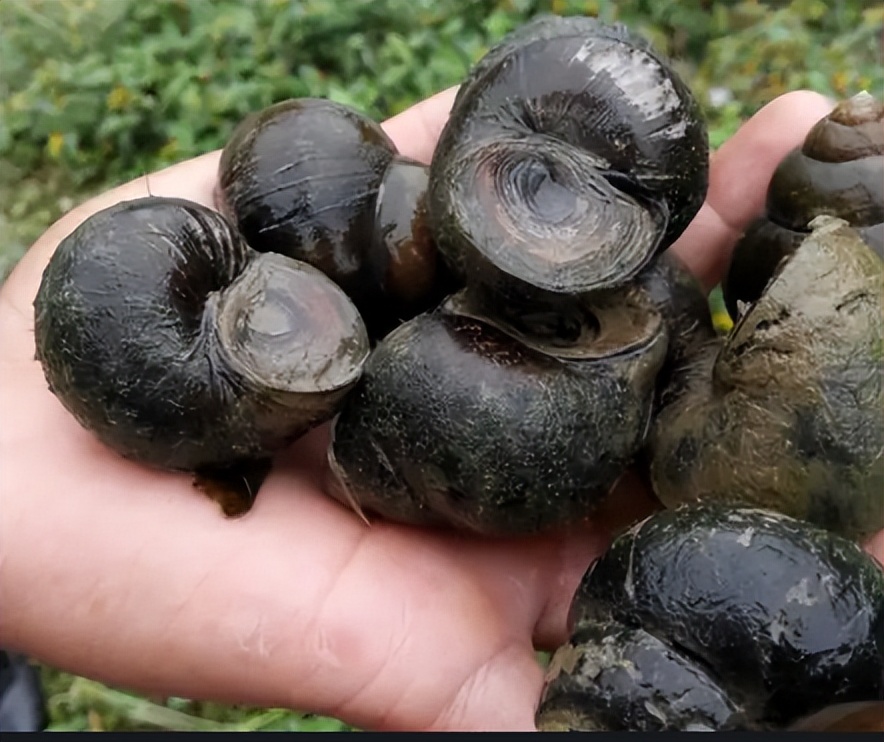 螺蛳列为保护动物还能吃吗,螺蛳真的被列为保护动物了吗