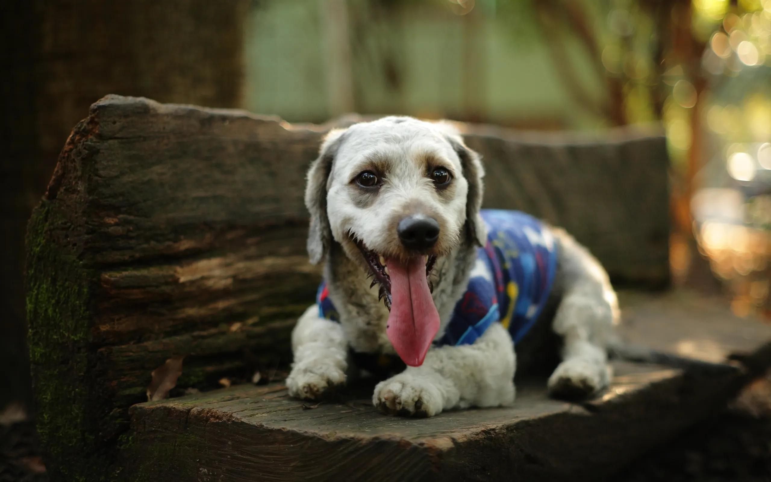 夏季狗狗中暑了可以吃什么药,夏天狗狗中暑表现
