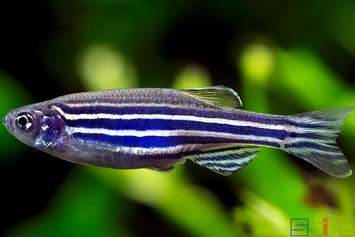 十种适合新手养的宠物鱼,哪些鱼能当宠物鱼养殖用