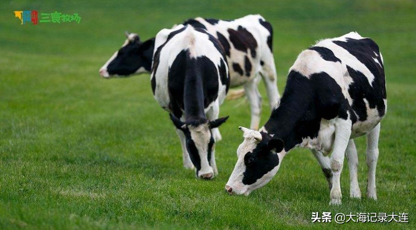 大连英歌石植物园几月最美,大连英歌石植物园景区全景图