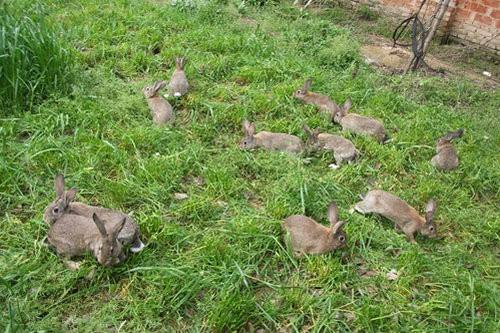 养兔子赚钱真的假的,养兔子能赚钱吗视频教程