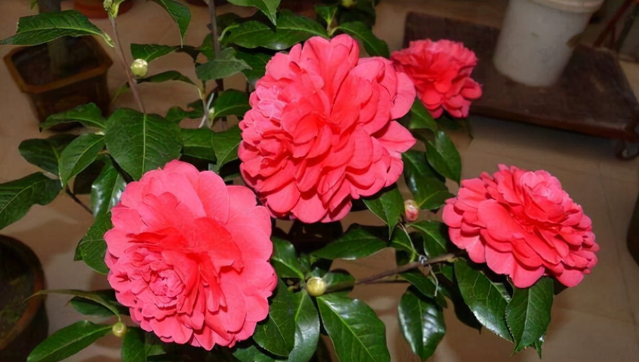 茶花带花苞怎么很久都开不出来,茶花花苞开不大怎么办